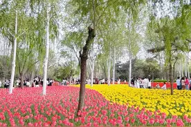 友好城市推荐|提前收藏！郑州2025赏春十大好去处图片