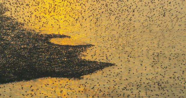 江宁“疯狂动物城”