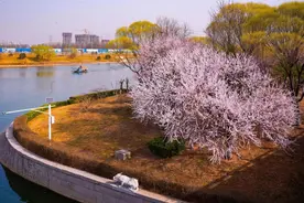 从南看到北，副中心花最美图片