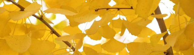 成安银杏正黄，邀卿与我共赴，不负今秋！错过再等一年！