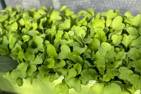 小区不准“圈地种菜”，可需求不少，如何解？这则人民建议有回应了图片