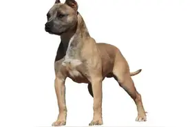 哪些是禁养犬？如何辨识？成都市限养区禁养犬品种目录详细解读来了！图片