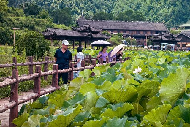 独山净心谷景区：80亩荷花盛开映日红