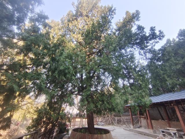 绿美河南有古树⑥丨广武山上，这些古树听着楚汉争霸的历史长大