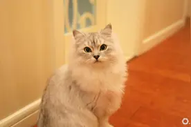 春节宠物寄养预订火爆，有猫舍VIP包间已提前一周约满图片