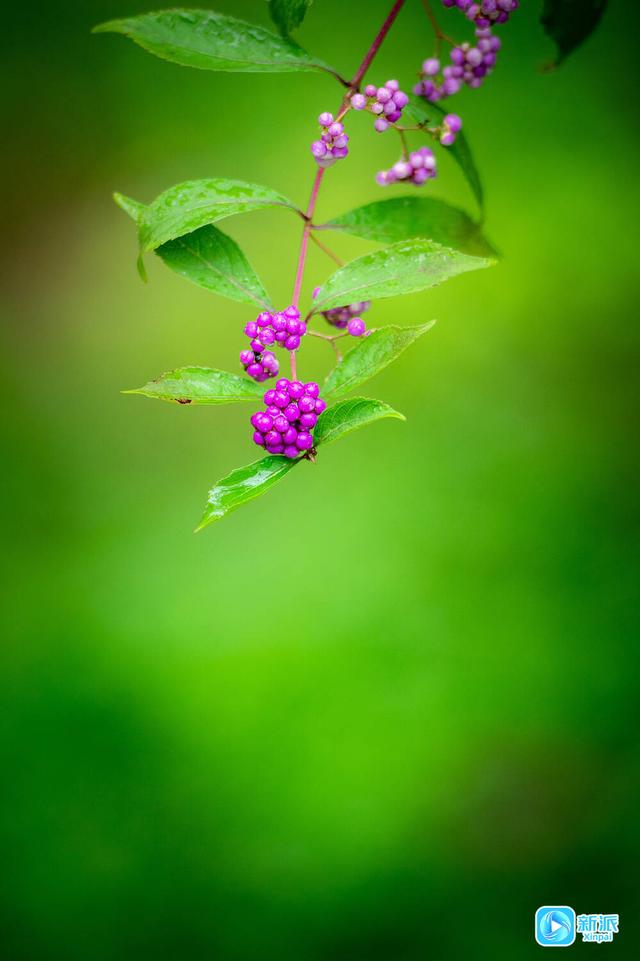 雨露润秋色，潍坊草木皆成诗‌