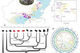 中国鼢鼠系统发育和物种形成图片