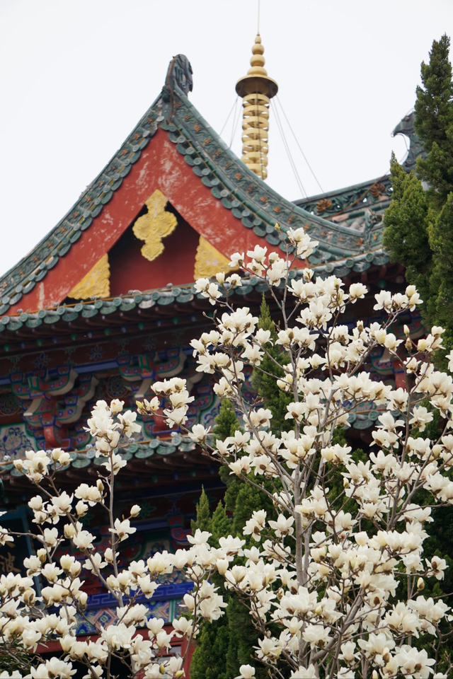 玉兰赏花地图来啦→转发保存！