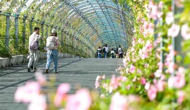 辰山植物园秋意正浓，快去欣赏这份限定秋日画卷