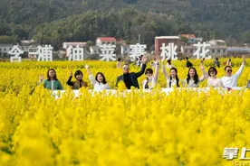 万亩油菜花开成海，含浦喊你赴春天之约图片