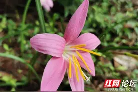 路边你错过的小粉花，原来早已是园林圈的“大佬”图片