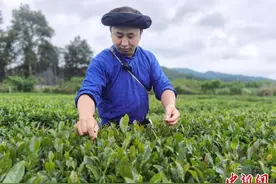 “Z世代”青年的“新茶事” 创新工艺吸引年轻人图片