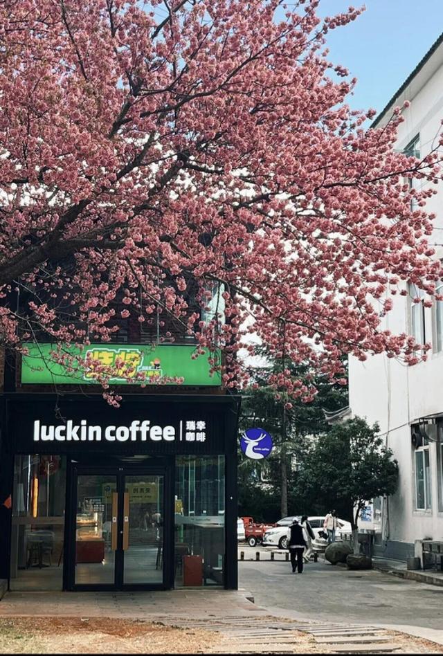 心动预警！大理这份粉色浪漫太治愈了