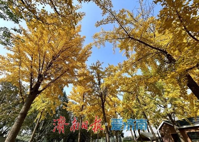 一年四季 泉在济南丨泉城秋色满目金