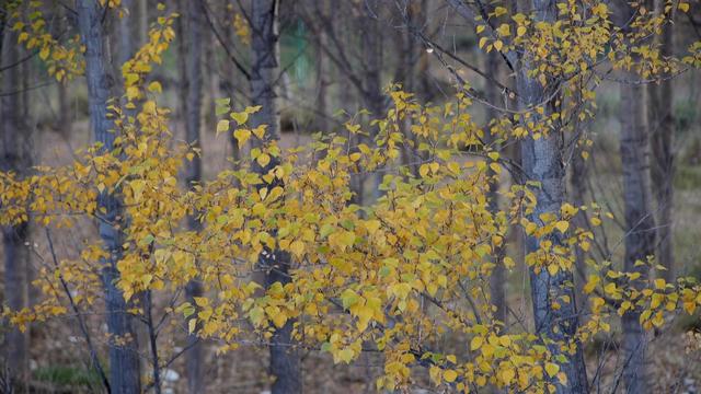 【省媒看永昌】新甘肃 |一眼沦陷 永昌的秋天美到挪不开眼