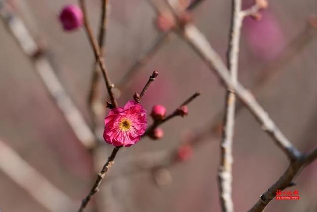 绝美！福州鼓山梅花开了！