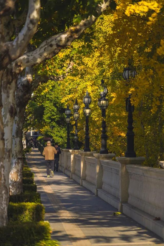 “美神”降临！太仓限定秋日美景，真的“杀”疯了！