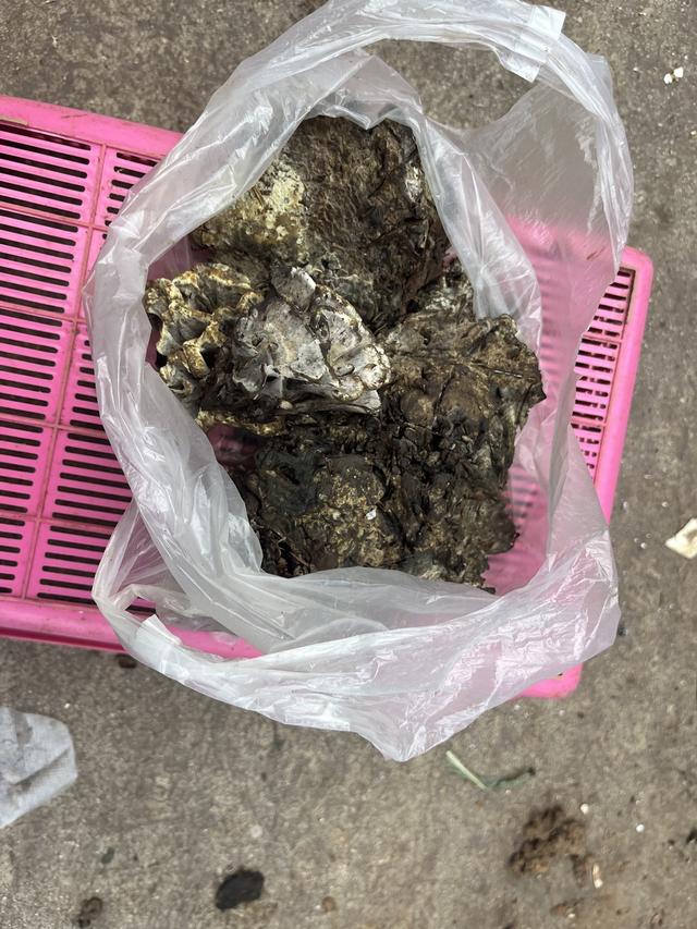 写点生活｜昆明避暑之菌菇篇
