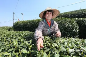 杭州西湖龙井春分开采 较常年采摘时间偏晚图片