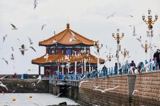 限定周边等你拿！青岛海鸥季打卡全攻略，超多玩法速看→