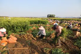 云南罗平：连作姜田亩产超万斤，科技助力小黄姜产业发展图片