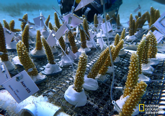 珊瑚礁集体遭热浪重创，关键物种功能性灭绝，20年修复难抵一次高温