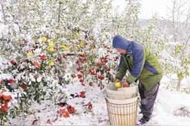 连降小到中雪，局部大雪或暴雪，农业生产该如何应对？专家支招图片