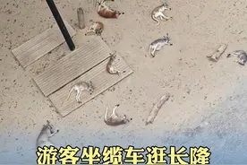 游客坐缆车逛长隆发现满地都是“动物饼干”，网友：是die鼠无疑了图片