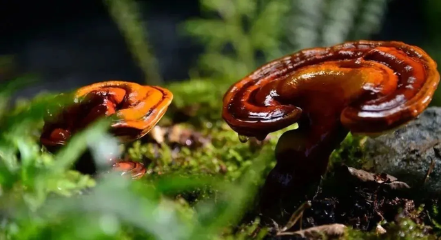 五条“冬”趣线路，邀您邂逅童话六安｜第十五届安徽国际文化旅游节