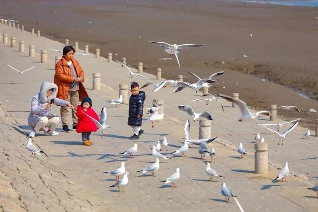 城阳区赏鸥打卡攻略和赏鸥线路请收好