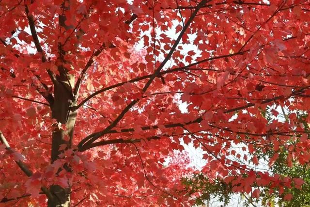 荆州的秋，才是隐藏BOSS！🥰🥰🥰