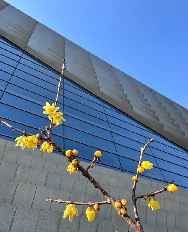 走起，去北京通州赏春花，邂逅最美春色