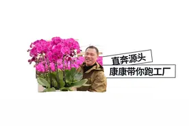 余杭老朱家蝴蝶兰上央视啦！大辣椒、绿精灵、恭喜发财……春节气氛组花开不停，今年还是老友价！图片
