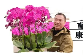 孝敬长辈的真健康礼！援疆驼奶新年活动价，大漠“液体白金”，过年带回家暖心图片