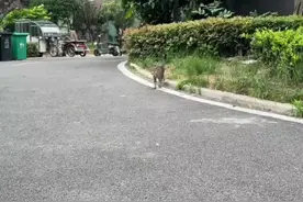 人和猫说话？“铲屎官”历时五年练成“喵语十级”图片