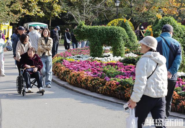 秋日赏菊正当时，老年游客成主力