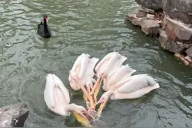 鹈鹕吃“同事”！上海动物园鹈鹕捕食天鹅幼崽，园区：正在分隔，将加强巡视图片