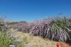 临泽：治沙70载 沙海变绿洲图片