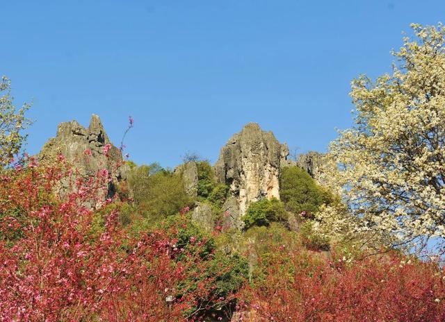 3月7日至8日，女性游客免门票游乃古石林风景区