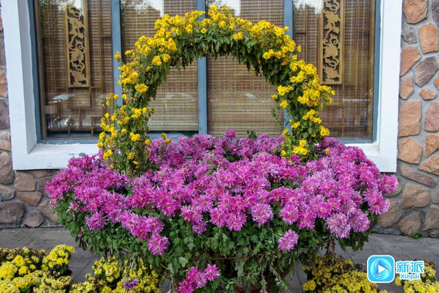 自然之美融人文之韵，潍坊植物园绘就秋日雅致画卷