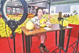 秋风起 蜜柚熟 梅州大埔县蜜柚今年产量略减，从九月上旬开摘至今持续热销图片