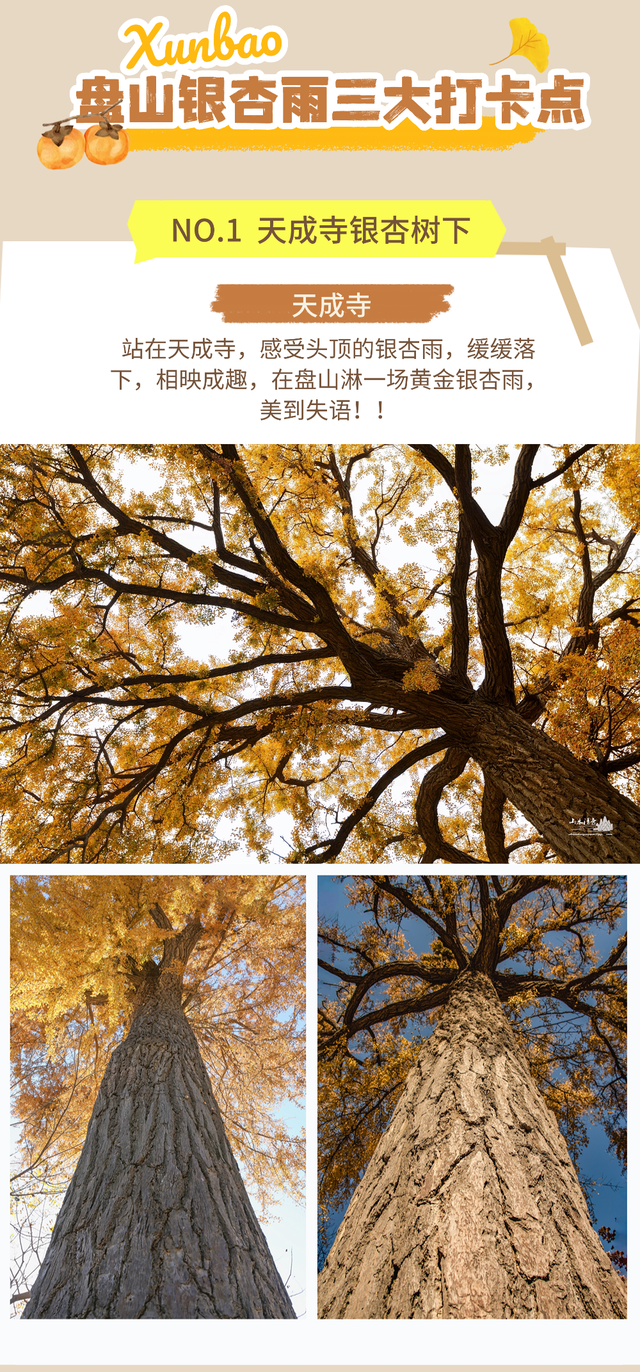 立冬雨歇，银杏正当时！