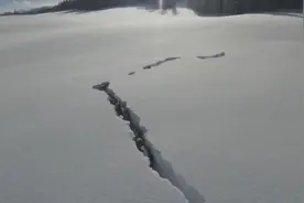 罕见！新疆狼群“打地道”刨雪前行图片