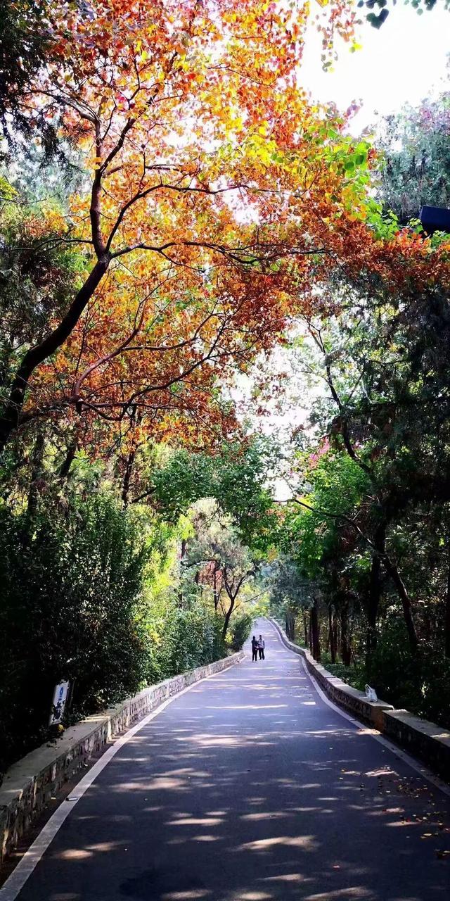 佳文悦览 | 变单一林相为多彩画卷 生态修复促进云龙湖景观品质提升