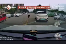 涉事黑狗已找到！被咬女童身上伤口达20多处，最新进展→图片