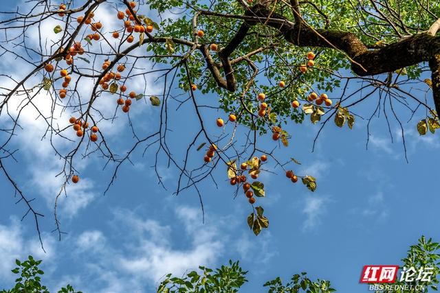岁暖时刻丨暖冬长沙图鉴：烈士公园，藏不住的诗意光景