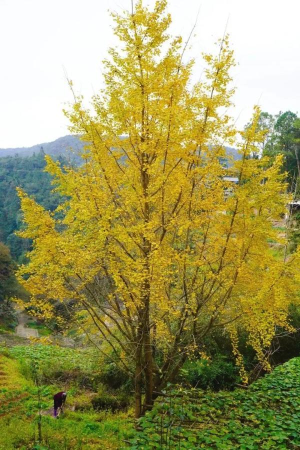 醉美秋色！福州鼓岭迎来“颜值巅峰”期！