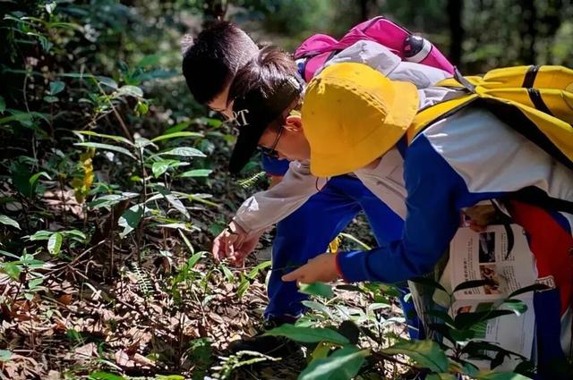 入选省级名单！鼎湖山再添新名片！周末就带娃出发~