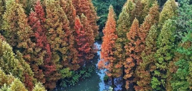 成都限定红！水杉最美季节上线，赶紧打卡
