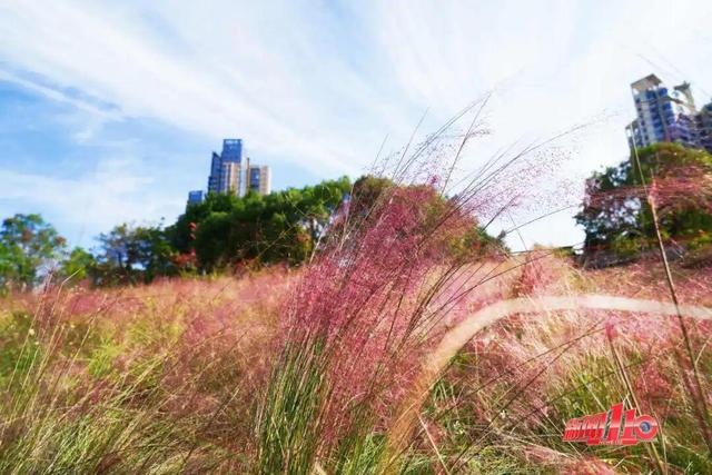 “顶流”回归！近期，福州大量出现